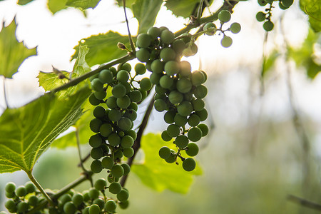 藤本植物摄影照片_种植绿色未成熟的葡萄串。