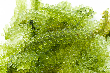 海葡萄摄影照片_椭圆形海葡萄海藻，特写绿色鱼子酱，白色隔离