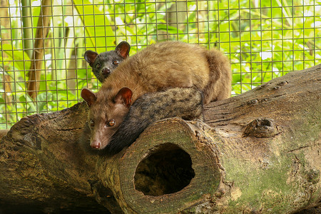 Kopi Luwak.Couple 亚洲棕榈麝猫在笼子里，木箱里装着五颜六色的浆果，麝香猫咖啡的生产。