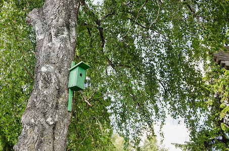 鸟屋筑巢盒挂在白桦树干上