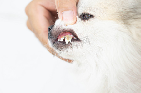 传统狗摄影照片_狗的特写牙齿牙垢，宠物保健概念，选择