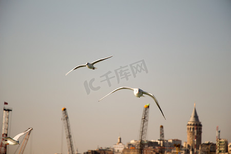 企业海面摄影照片_鸽子在伊斯坦布尔海面上空飞翔