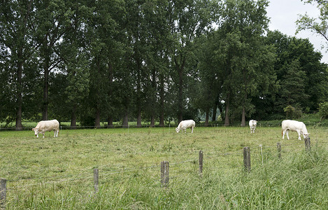 白色的奶牛在绿草上吃草