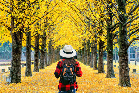 背着背包的女旅行者在韩国南怡岛的一排黄色银杏树旁行走。