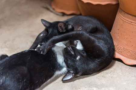 宝宝母乳摄影照片_猫宝宝新生儿从猫妈妈那里吸奶