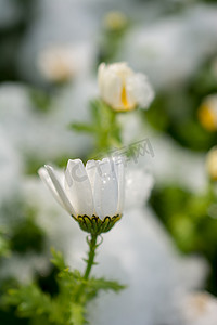 雪下初开春花