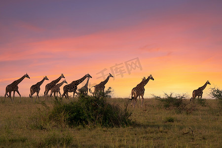 游猎摄影照片_Baringo 长颈鹿，长颈鹿 camelopardalis