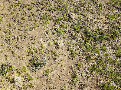 孤独的蜜蜂土丘和草地和泥土