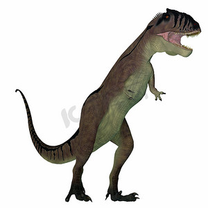在白色的 Carcharodontosaurus 恐龙