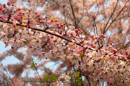 树花摄影照片_粉色许愿树花、粉色花洒、桂花