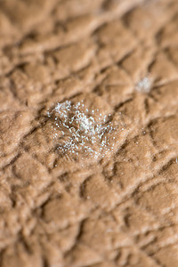 曲霉菌摄影照片_皮革表皮上长出的霉菌孢子