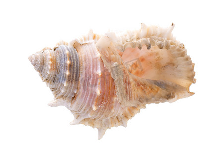 花贝壳摄影照片_海贝壳安排孤立在白色背景上。