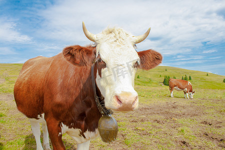 牛铃摄影照片_山上的牛，有角和牛铃