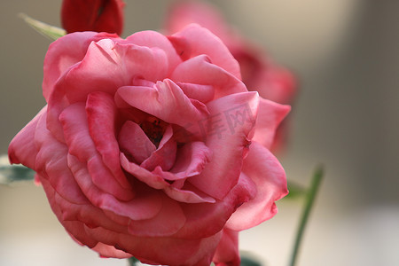 玫瑰花园背景模糊叶上的粉红玫瑰花，特写玫瑰的精致之美