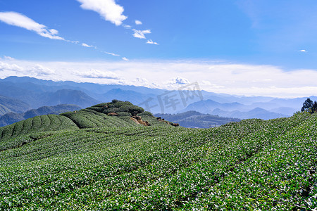 美丽的茶园排场景与蓝天和云隔离，茶产品背景的设计理念，复制​​空间，鸟瞰图