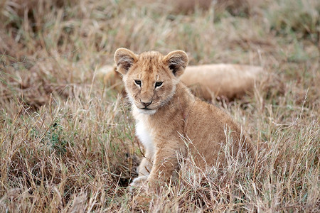 幼狮 马赛马拉 肯尼亚 非洲