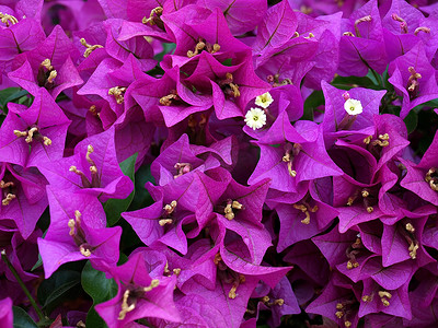 粉紫色热带花卉