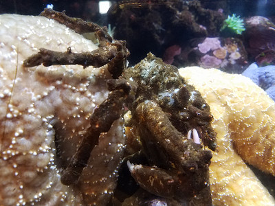 蟹腿摄影照片_龙虾或蟹腿和海星在水中
