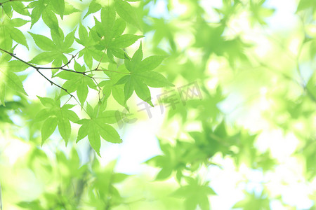 新鲜的绿色枫叶在白天的树枝上。