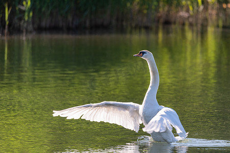 大白天鹅拍打翅膀在平静的水中游动