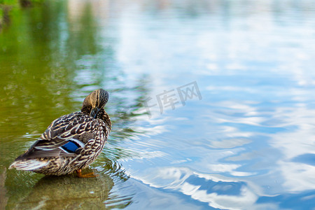 公园鸭子摄影照片_城市公园湖上的鸭子