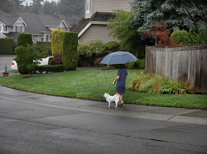 遛狗的女人摄影照片_雨中打着大伞遛狗的女人