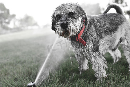 湿漉漉的快乐宠物雪纳瑞小狗玩水，在炎热的夏日从洒水器里喝水