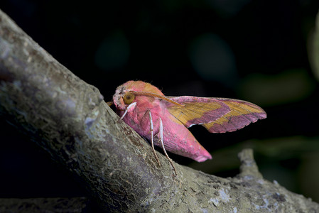 粉色大树摄影照片_小象鹰蛾在深色背景下的大树枝上以其鲜艳的色彩脱颖而出。