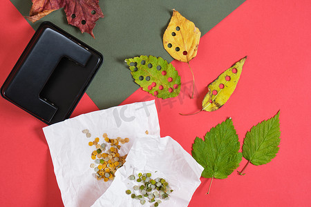 节日用手工制作的打孔机和叶子，秋天的生态纸屑和新鲜的树叶