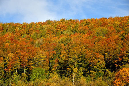 德国秋季彩绘森林，蓝天