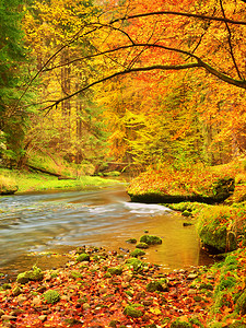 十一月风景摄影照片_秋天的风景，树上五颜六色的树叶，雨后河边的早晨。