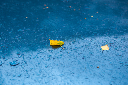 秋雨天湿的海蓝宝石蓝色汽车罩，黄桦叶和水滴，有选择地聚焦