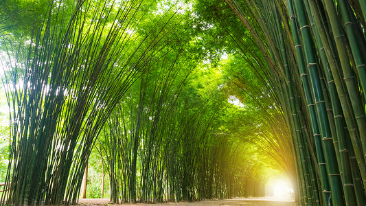 与阳光的隧道竹树。