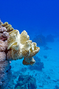 蓝色水背景热带海底有大黄色软珊瑚蘑菇皮革的珊瑚礁