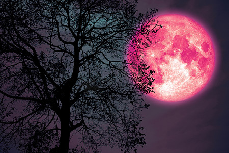 夜空中的干草月亮回到剪影黑暗的森林