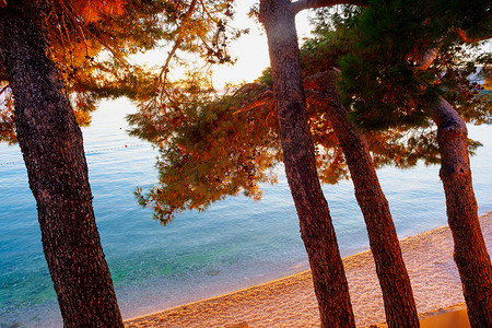 海边松树摄影照片_夕阳下海滩旁的松树，Stara Baska。