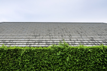 绿植墙摄影照片_自然墙绿植与现代顶层屋顶