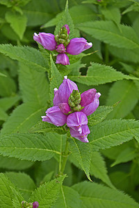 花边边框摄影照片_花园边界不寻常的 Chelone obliqua 的特写