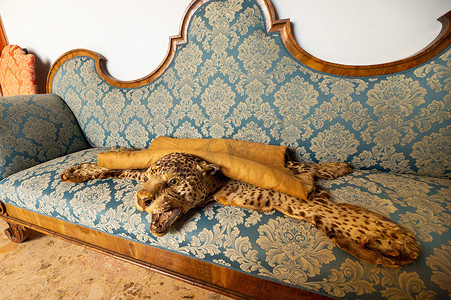 躺在沙发上的死豹皮