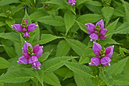 花园边界不寻常的 Chelone obliqua 的特写