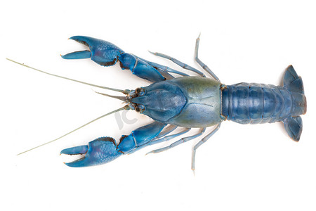蓝色小龙虾摄影照片_在白色背景的蓝色小龙虾 (Cherax destructor)。