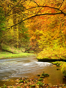 秋天的风景，树上五颜六色的树叶，雨后河边的早晨。