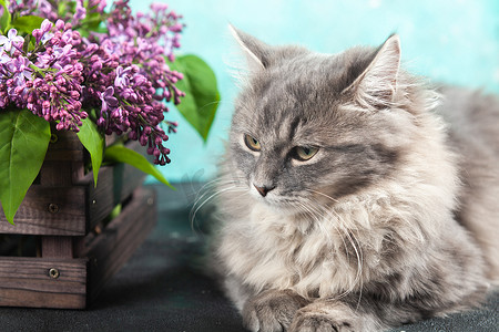 可爱的毛茸茸的毛茸茸的毛茸茸的条纹灰色小猫坐在一个棕色的木箱旁边，上面放着一束紫色的丁香花。