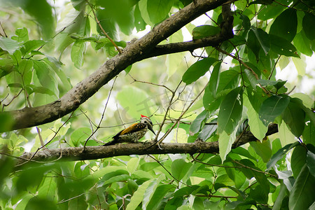 矢啄木鸟摄影照片_在森林林地的树干中发现的幼年大啄木鸟 (dryocopus lineatus)。