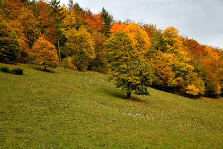 草地上斜坡上的秋季彩绘树木