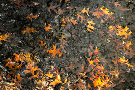 漂浮树叶摄影照片_漂浮在水面上的干树叶