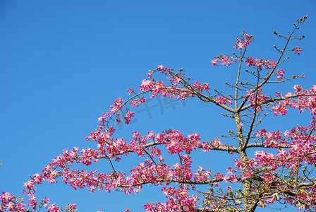 粉色威格拉树（天空背景）