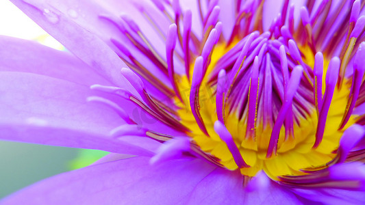 一朵睡莲摄影照片_关闭一朵紫色睡莲