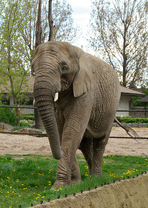 一头长着象牙的大公象