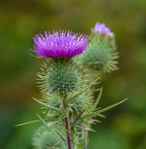 奶蓟 Silybum marianum, Marians Thistle, St. Marys Thistle